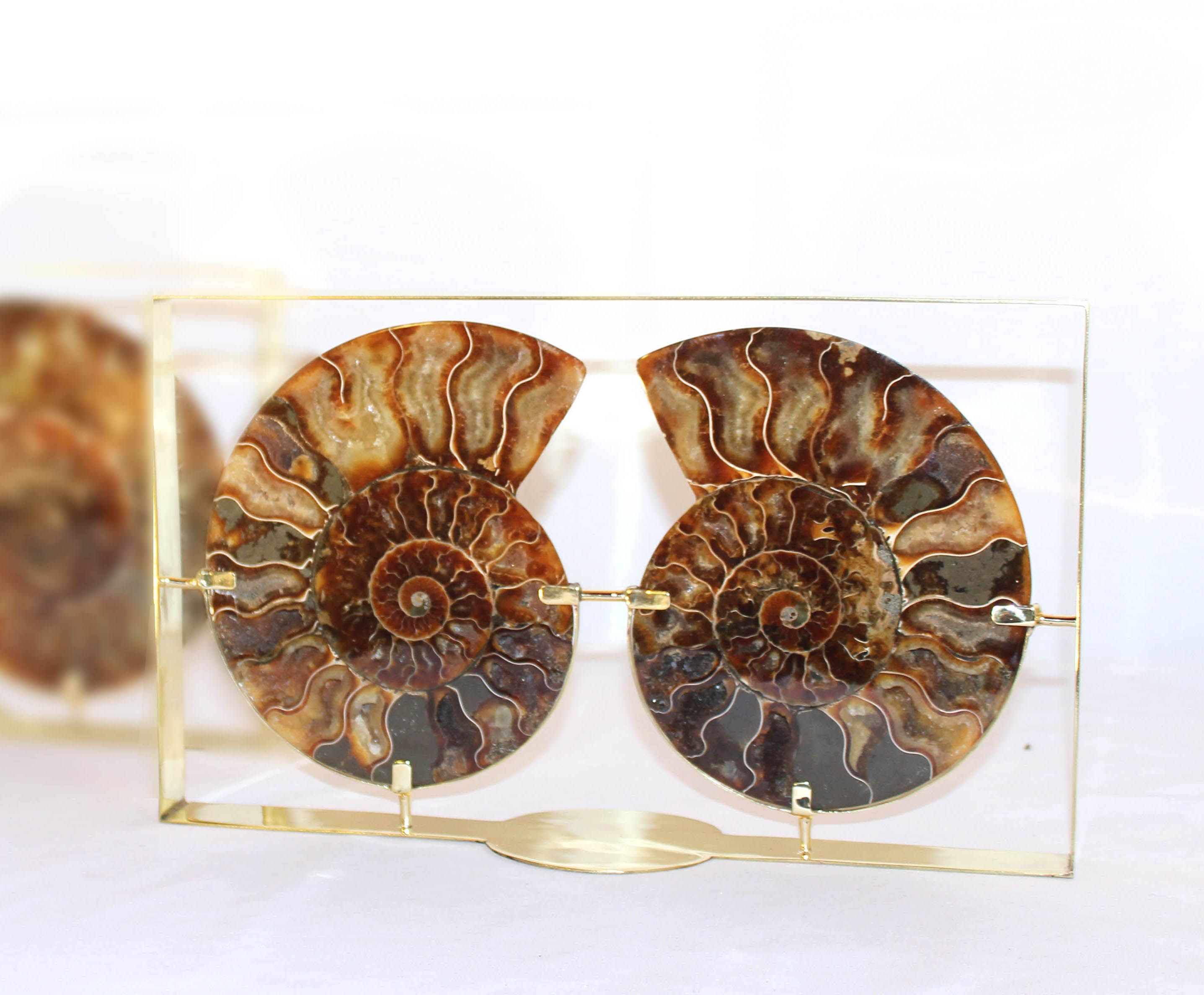 CADRE AMONITE 0,8/0,9 KG